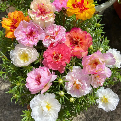 Non-GMO Moss Rose Seeds